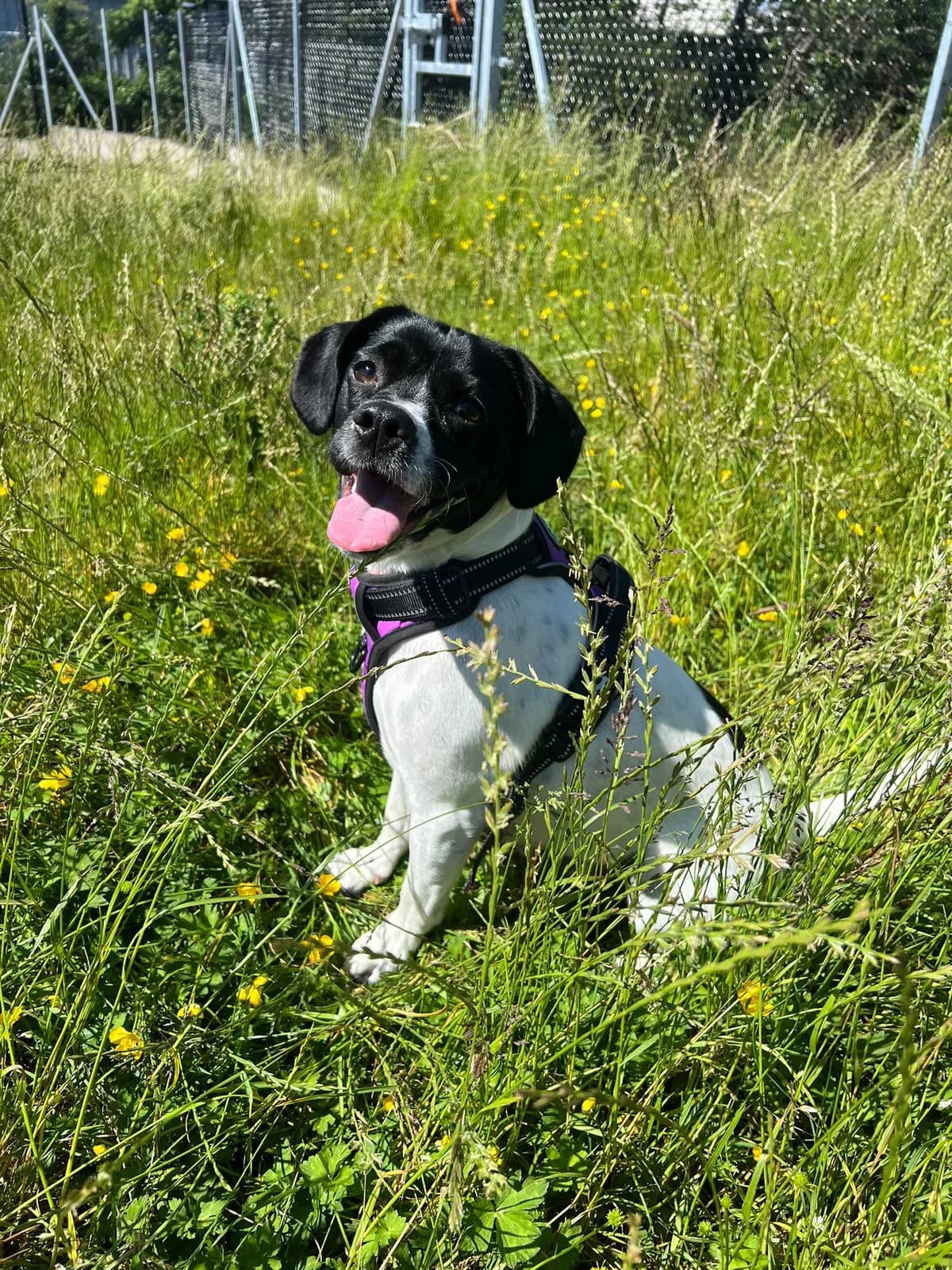 Millie, female puppy Mixed Breed for adoption at Mid Antrim Animal Sanctuary, Belfast
