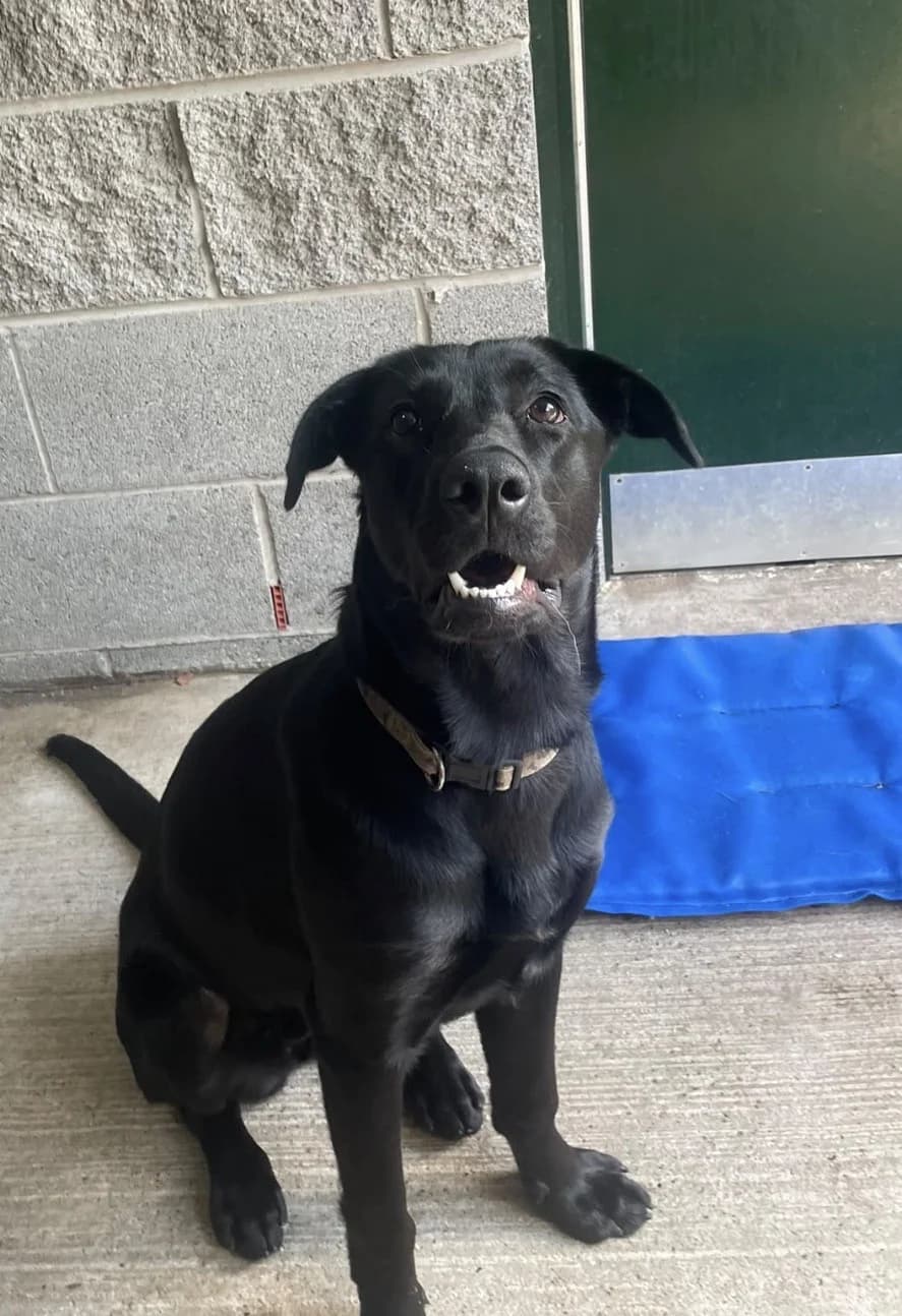 Naoise, female puppy Mixed Breed for adoption at Mid Antrim Animal Sanctuary, Belfast