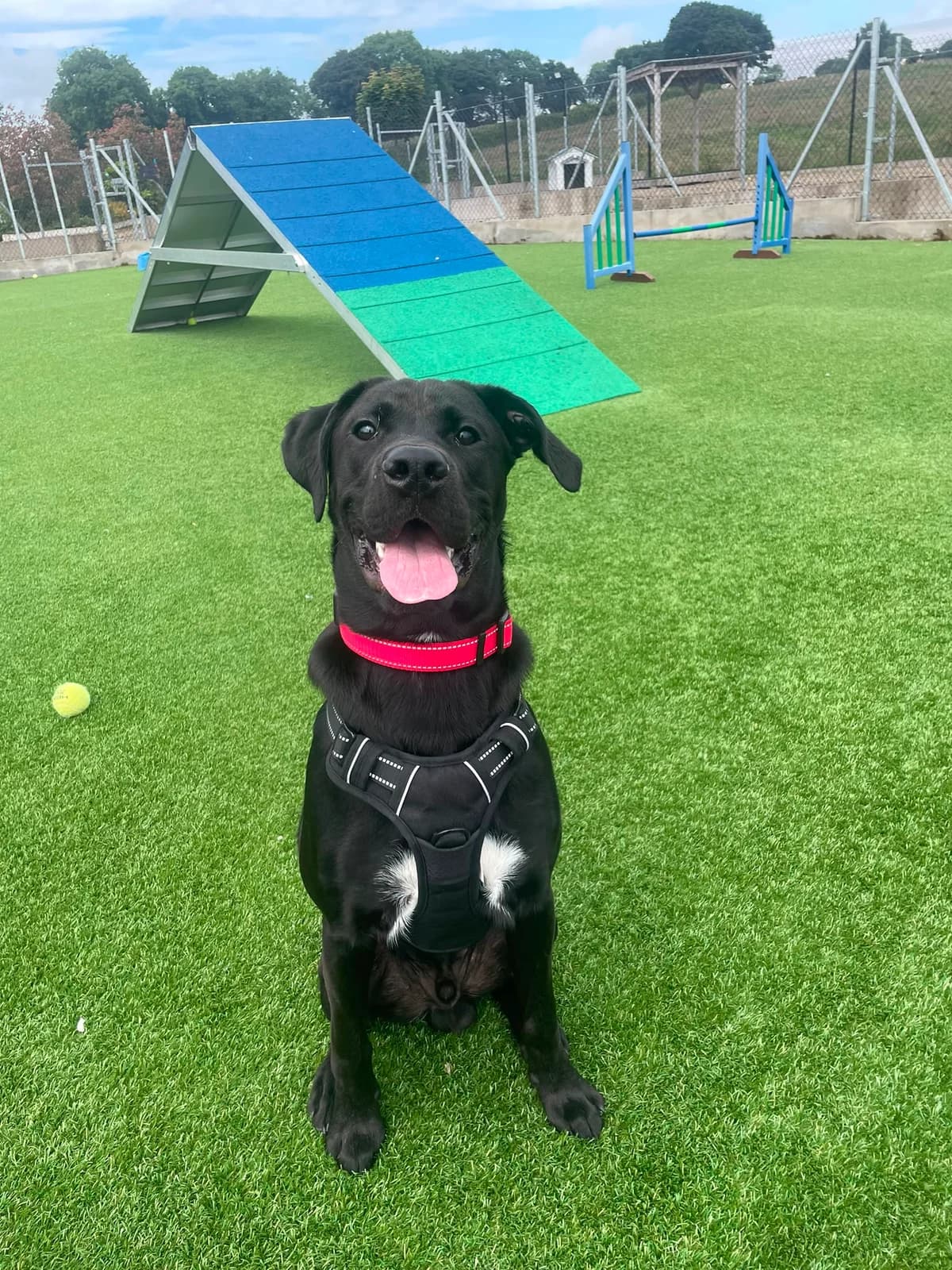 Buddy, male puppy Mixed Breed for adoption at Mid Antrim Animal Sanctuary, Belfast