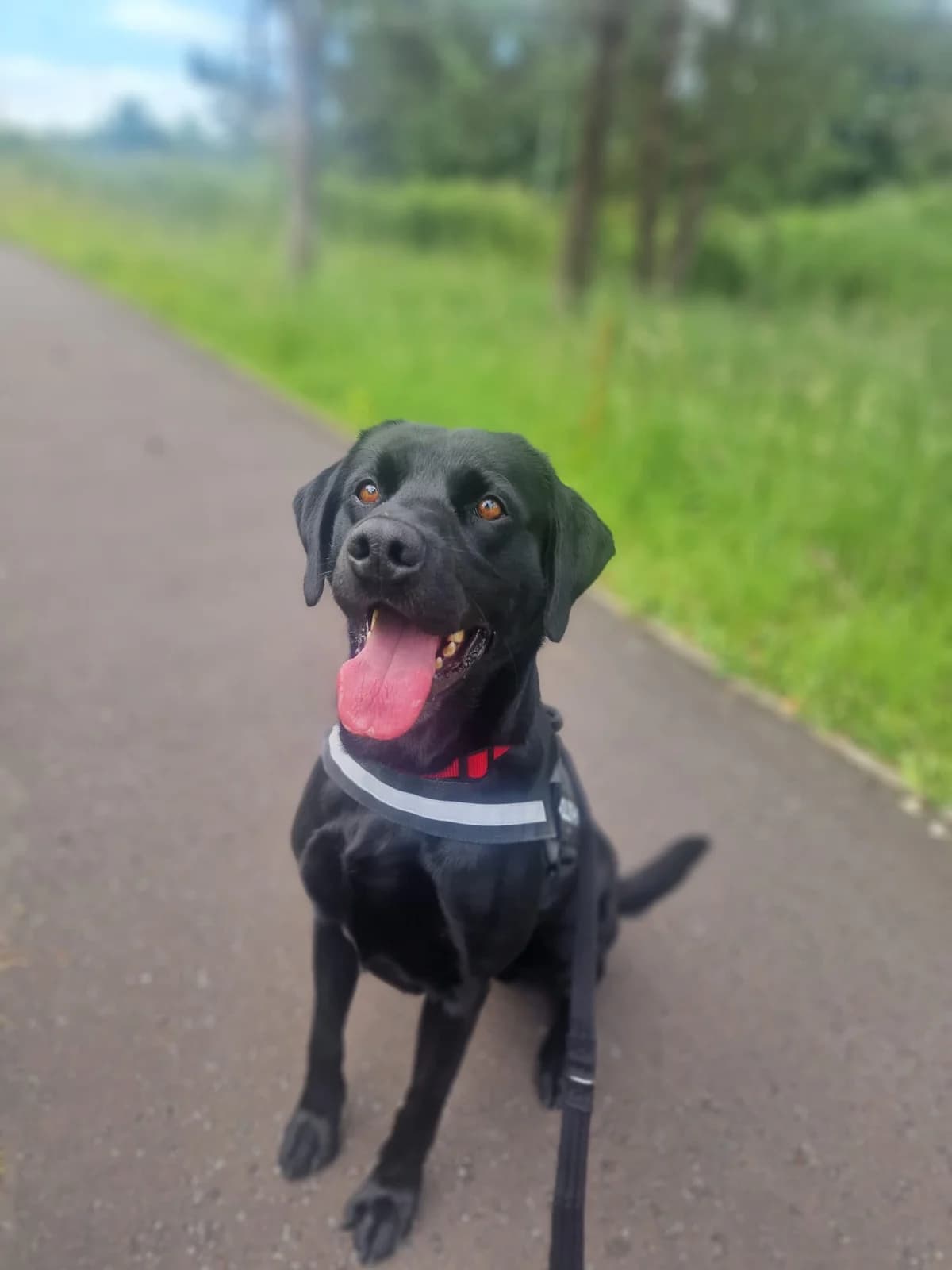 Jack, male 5yo Labrador Retriever for adoption at Mid Antrim Animal Sanctuary, Belfast