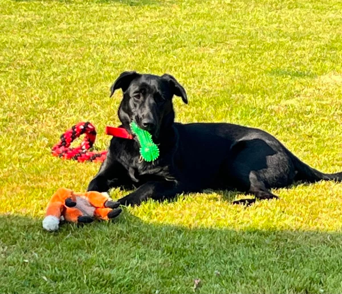 Naoise, female puppy Mixed Breed for adoption at Mid Antrim Animal Sanctuary, Belfast