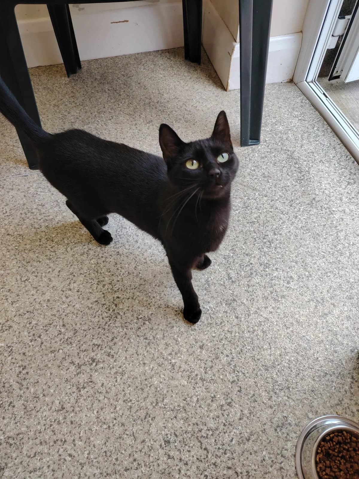 Ebony,  young Mixed Breed for adoption at Mid Antrim Animal Sanctuary, Belfast