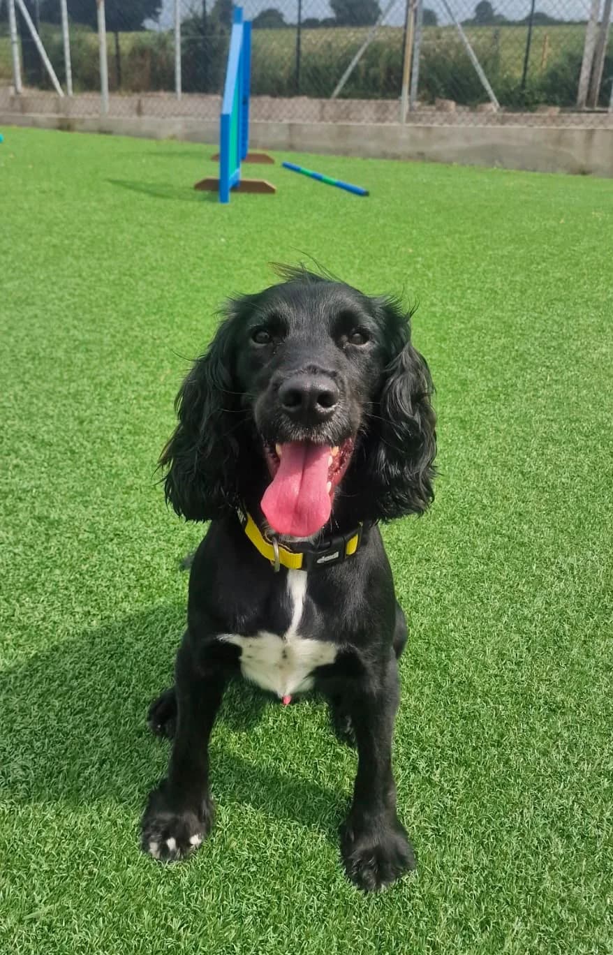 Bruce, male Mixed Breed for adoption at Mid Antrim Animal Sanctuary, Belfast
