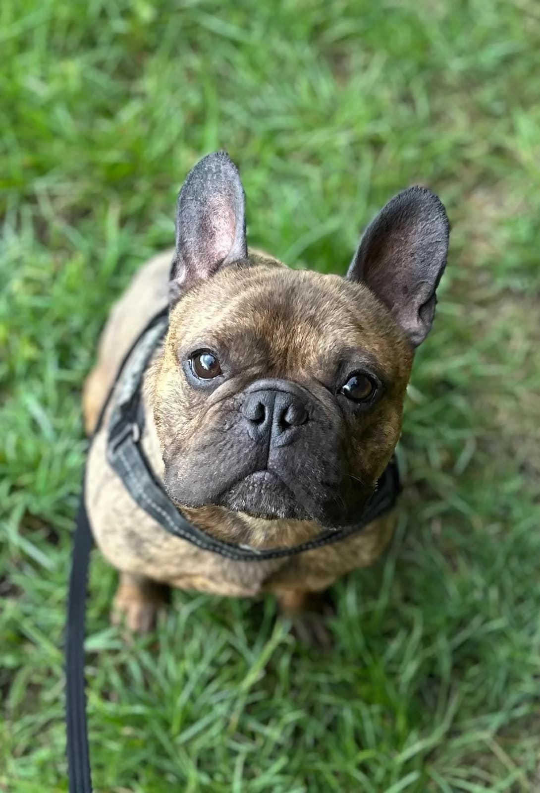 Harold, male young Mixed Breed for adoption at Mid Antrim Animal Sanctuary, Belfast