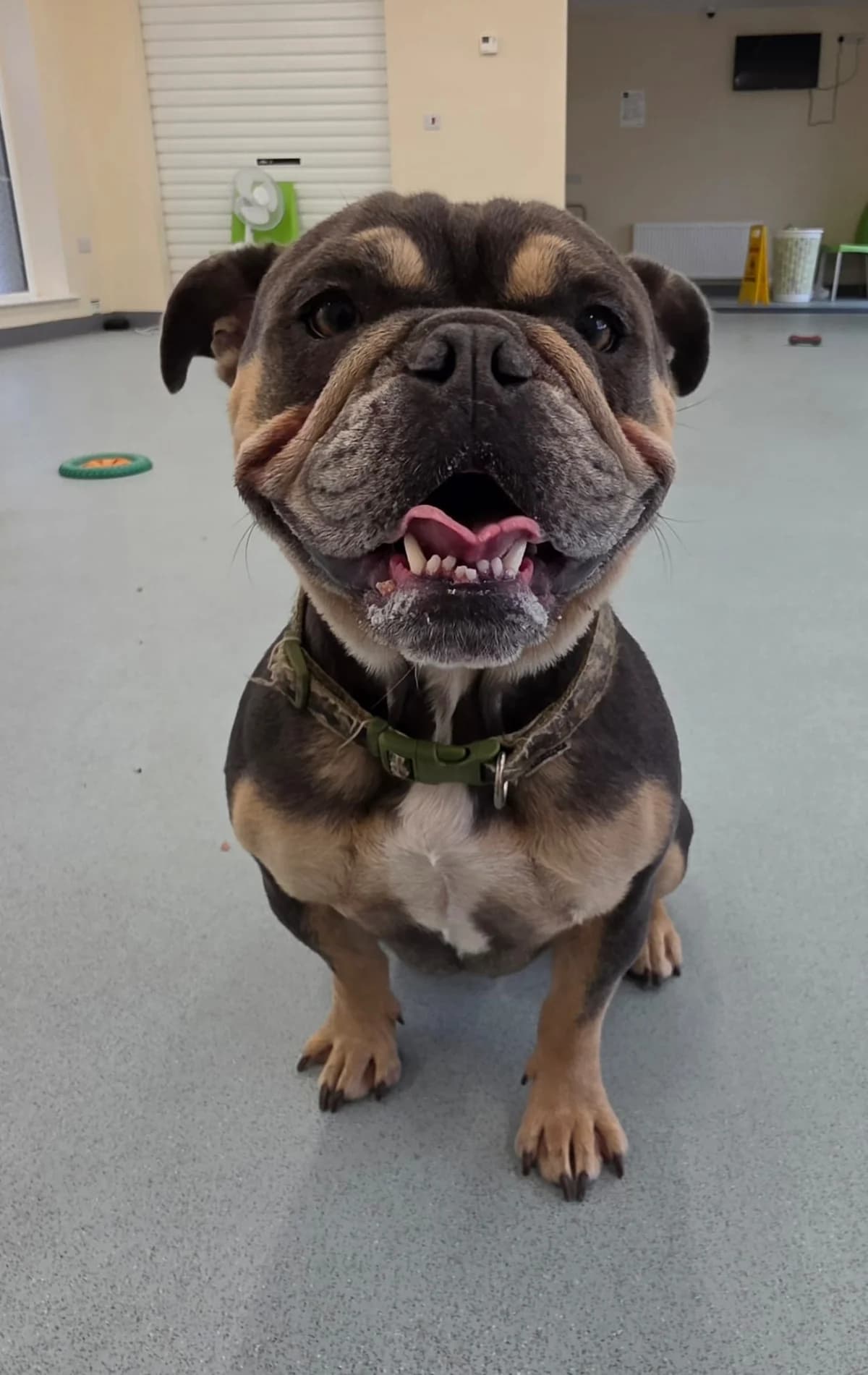 Homer, male young Mixed Breed for adoption at Mid Antrim Animal Sanctuary, Belfast