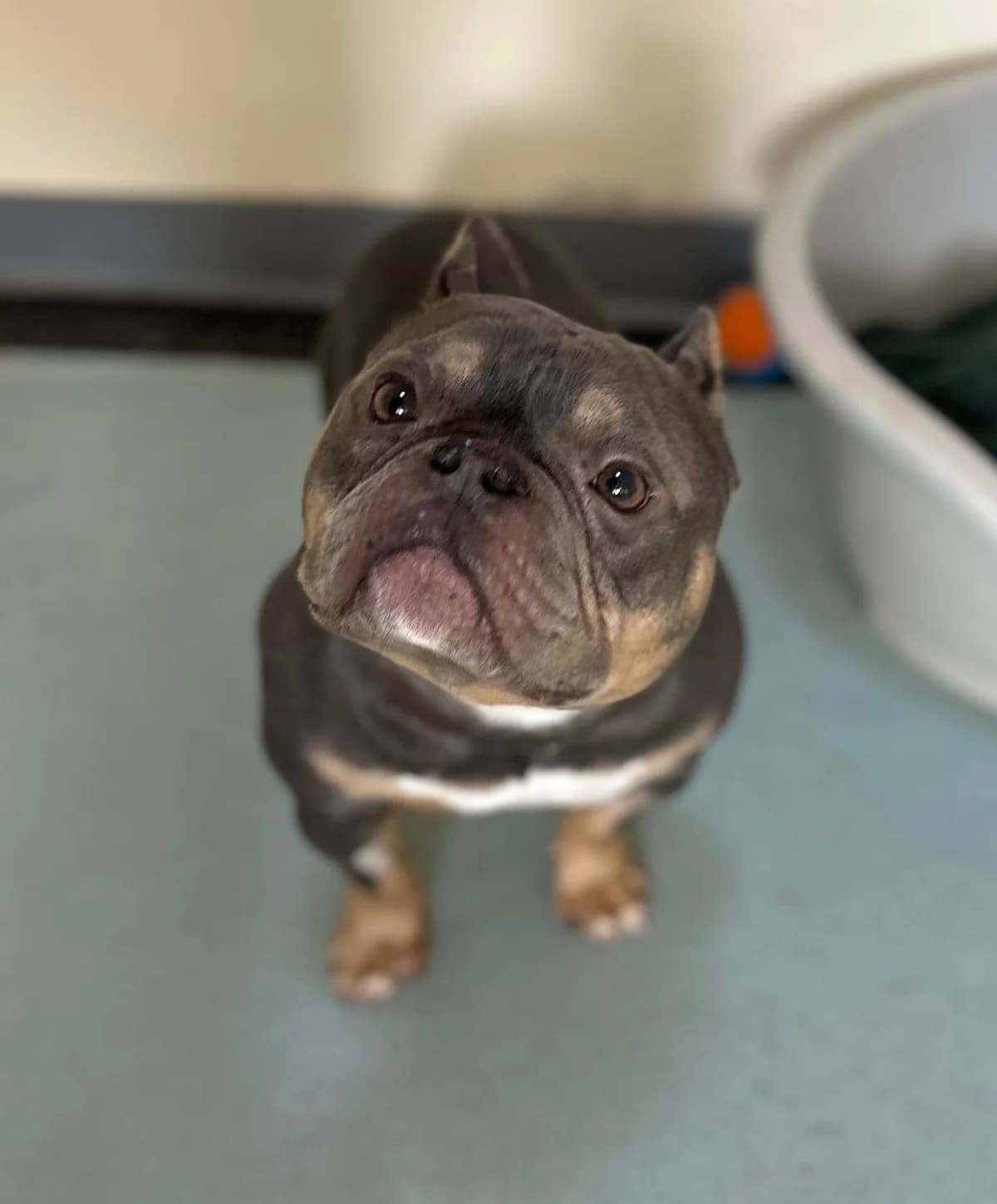 Trucker, male 7yo Mixed Breed for adoption at Mid Antrim Animal Sanctuary, Belfast