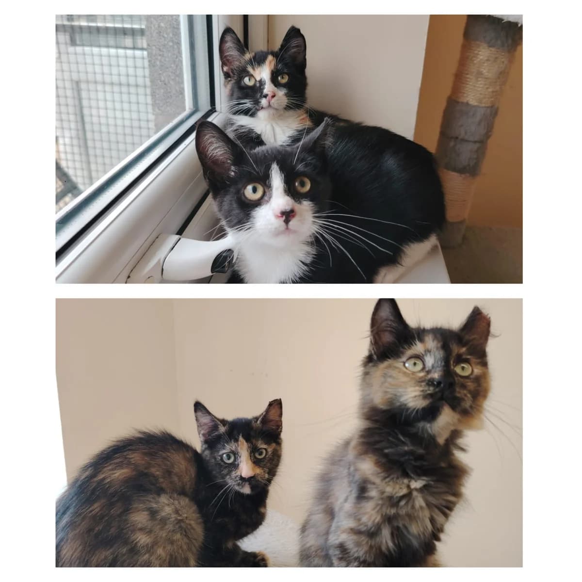 Lira, Sterling, Yen &, male puppy Mixed Breed for adoption at Mid Antrim Animal Sanctuary, Belfast