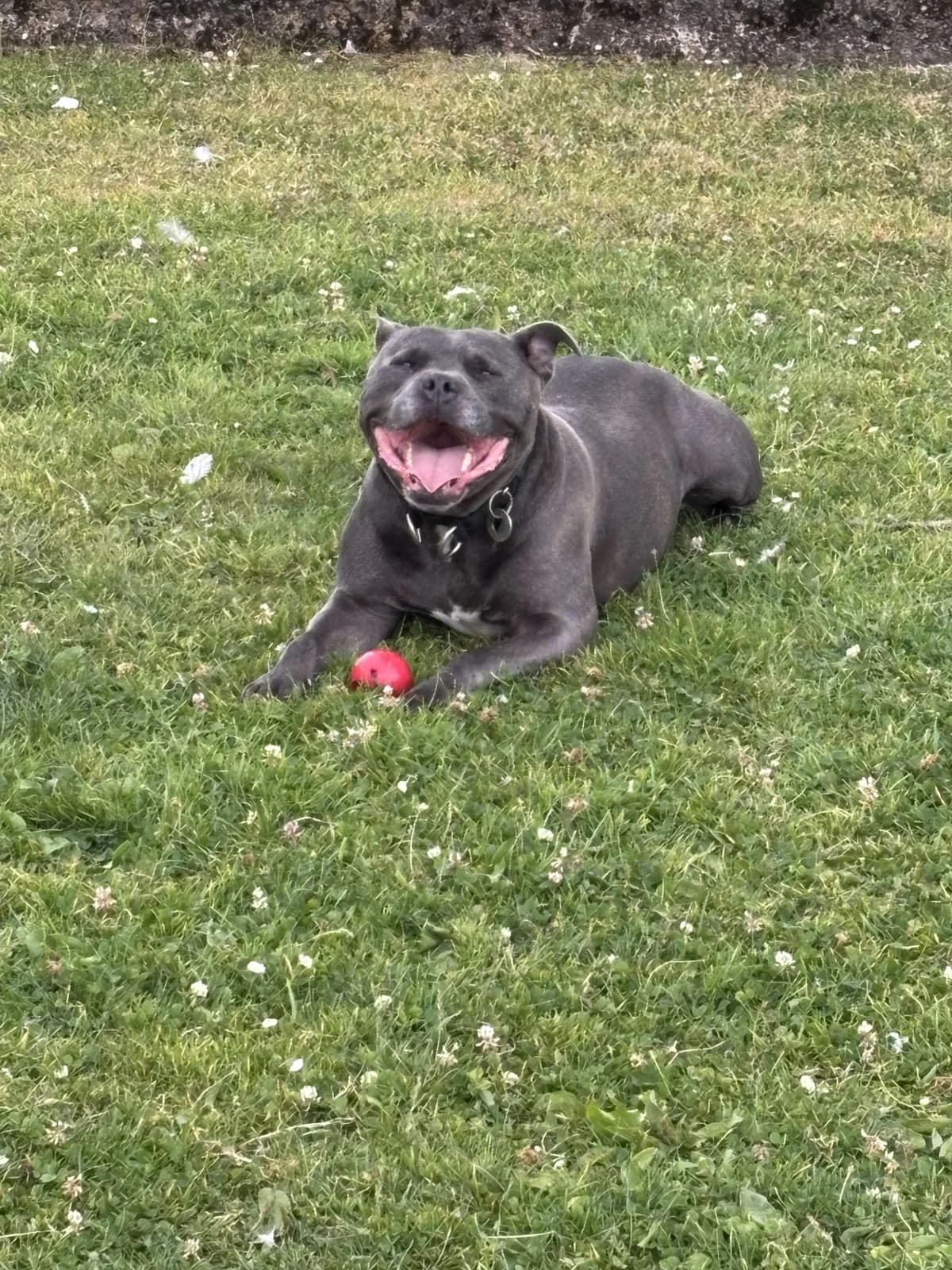 Zeus, male senior Mixed Breed for adoption at Mid Antrim Animal Sanctuary, Belfast