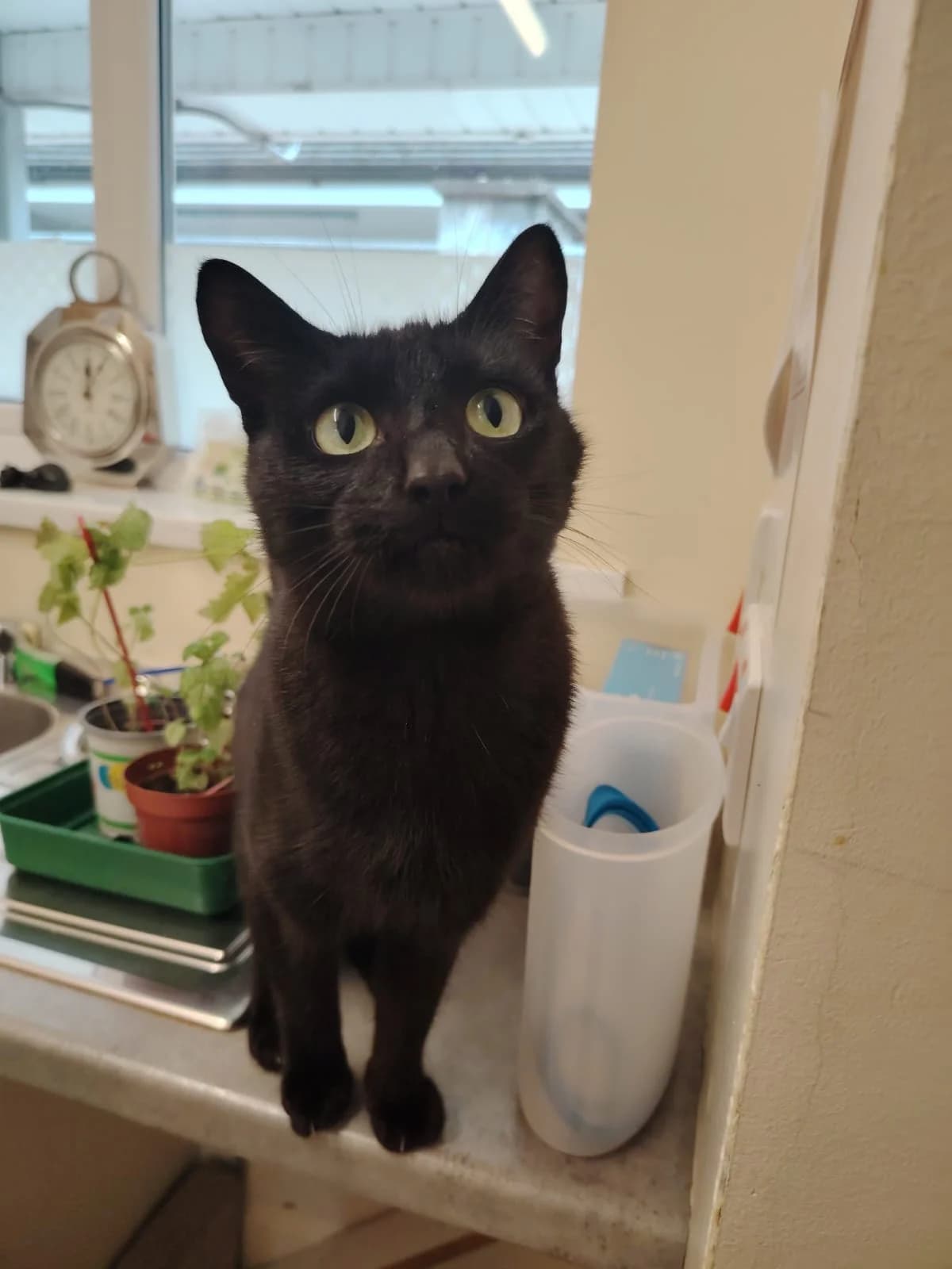 Commodus,  young Mixed Breed for adoption at Mid Antrim Animal Sanctuary, Belfast