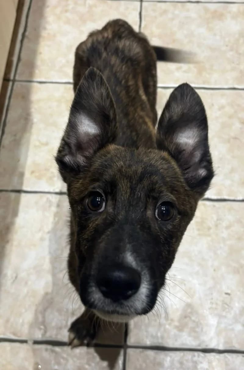Bill,  mixed breed for adoption at Midlands Dog Rescue