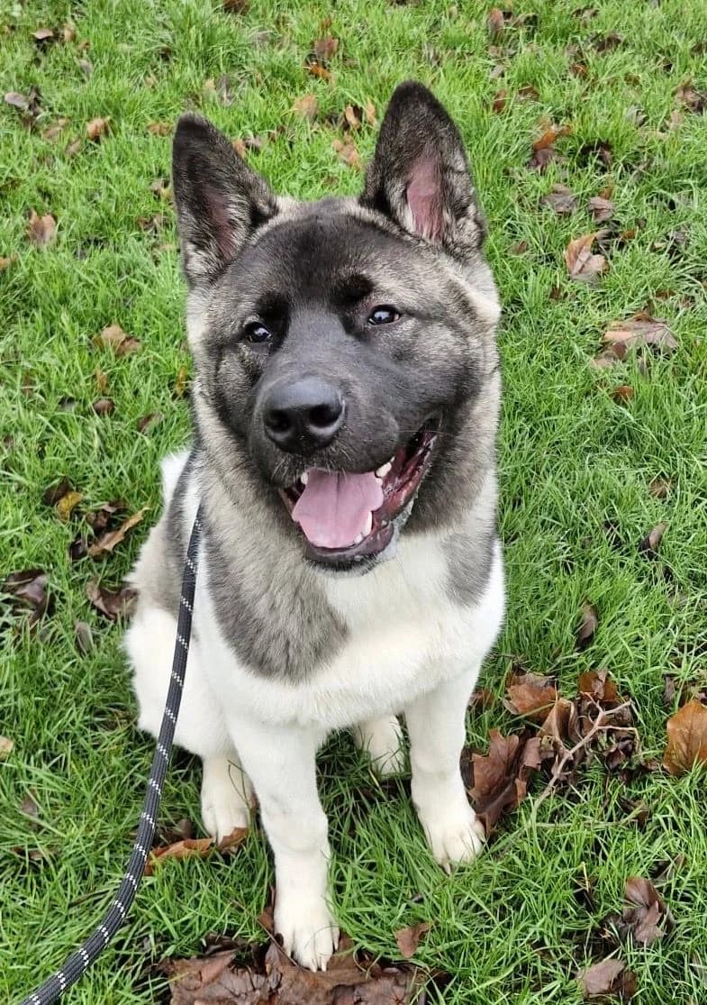 Blue,  Akita for adoption at Midlands Dog Rescue