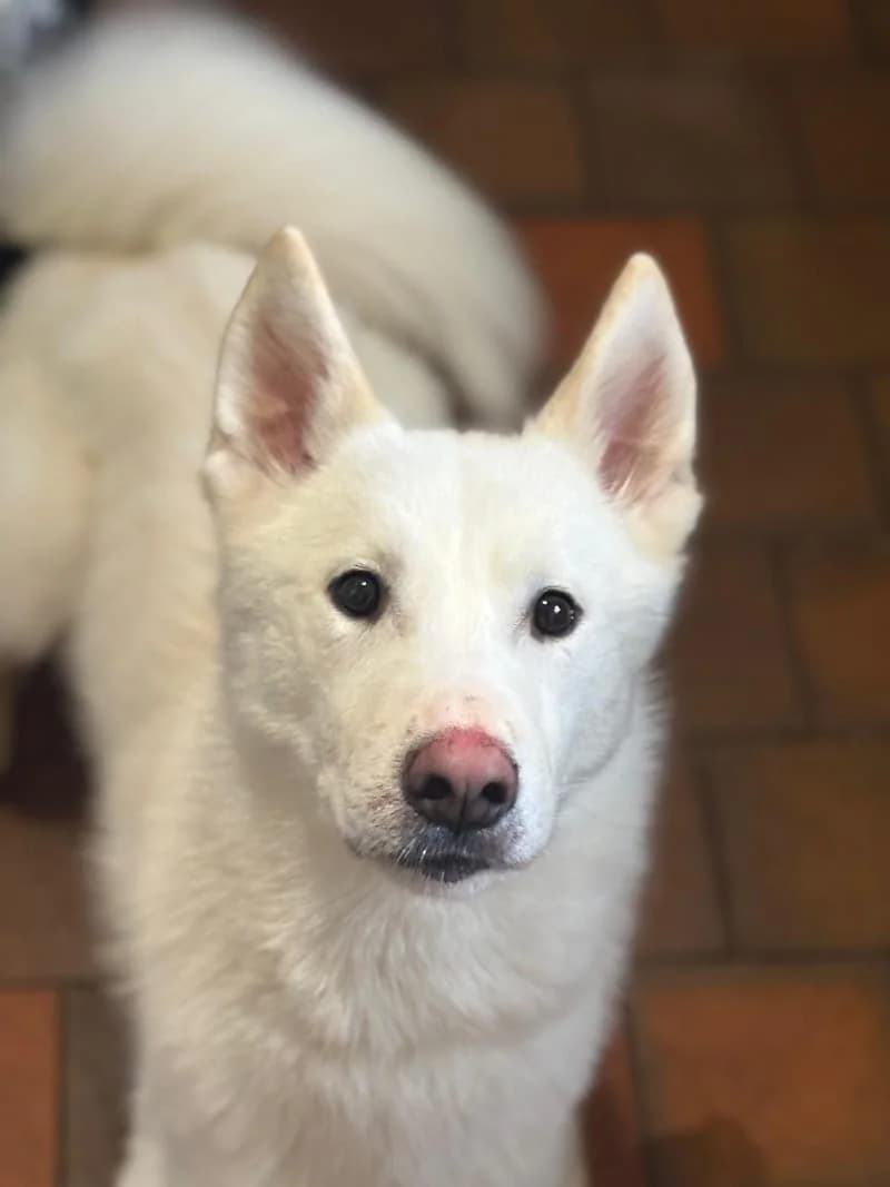 Bolt, male young mixed breed for adoption at Midlands Dog Rescue