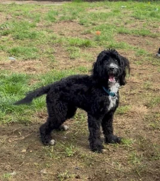 Bonnie, female puppy Cockapoo for adoption at Midlands Dog Rescue