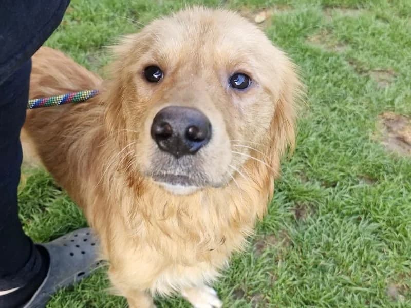 Boris,  Golden Retriever for adoption at Midlands Dog Rescue