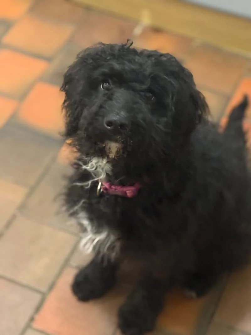 Brandy,  puppy Labradoodle for adoption at Midlands Dog Rescue