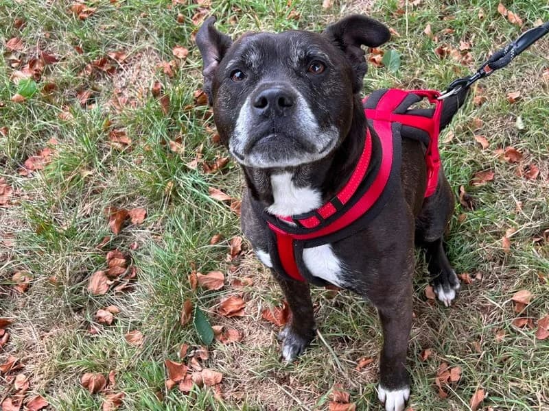 Dexter,  mixed breed for adoption at Midlands Dog Rescue