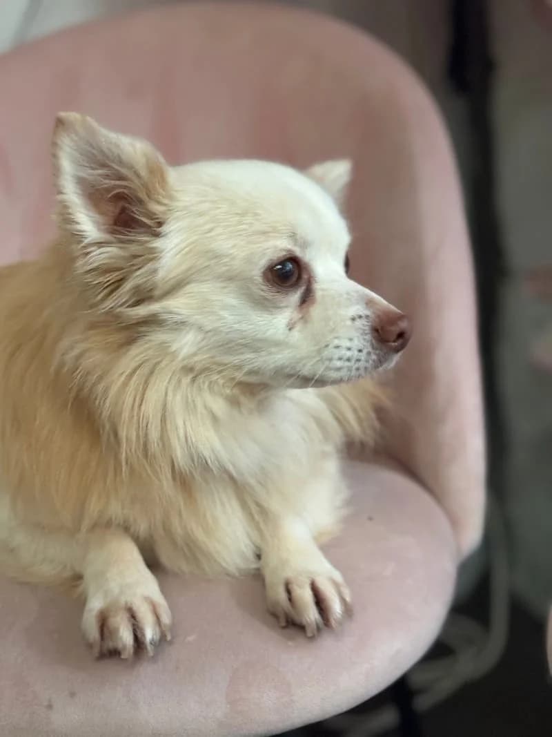 Dougie,  Chihuahua for adoption at Midlands Dog Rescue