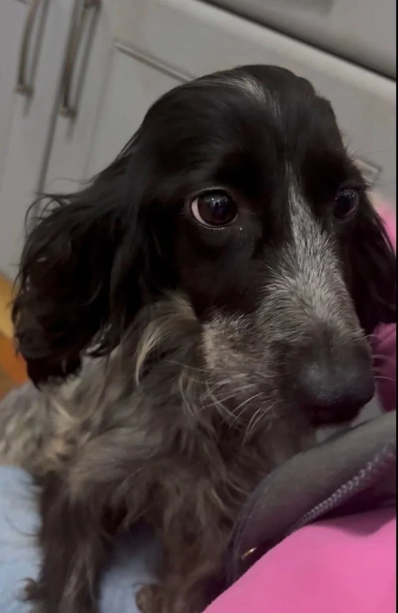 Iggy,  mixed breed for adoption at Midlands Dog Rescue