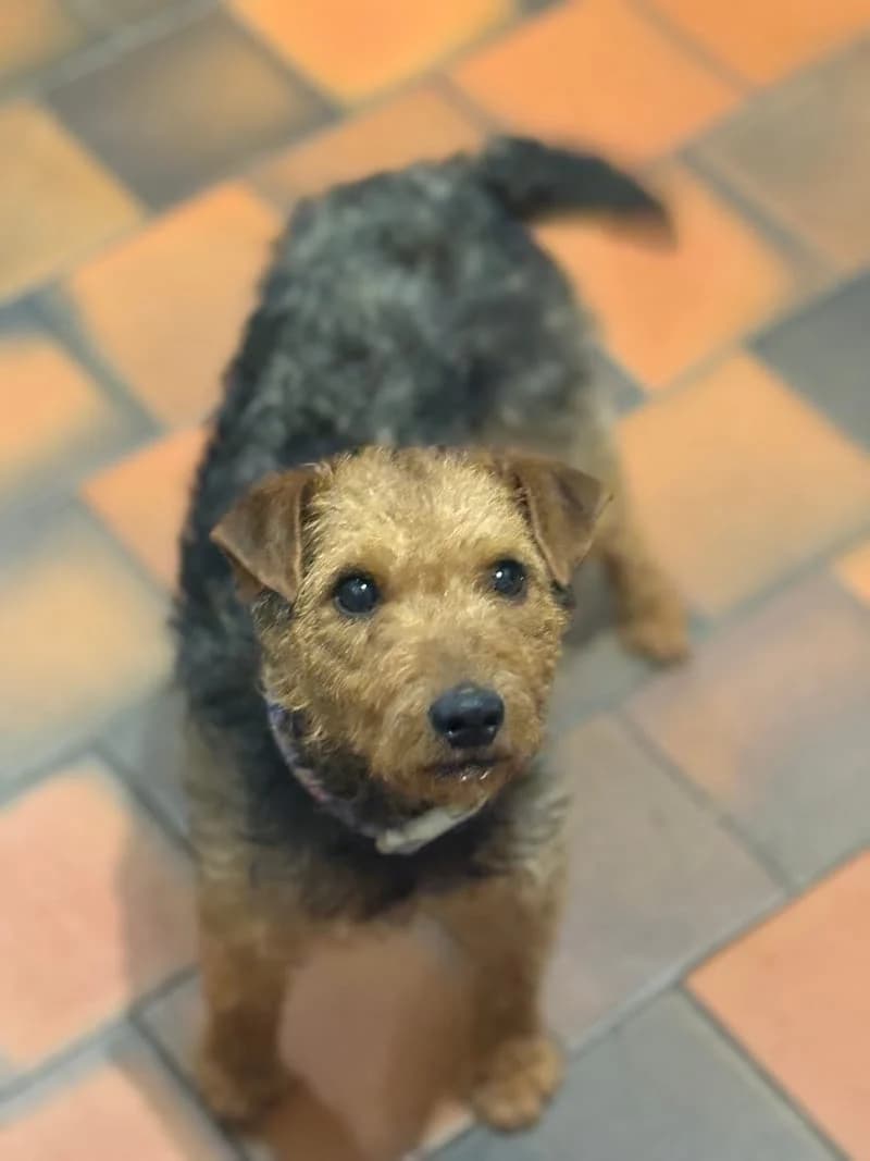Jackie,  puppy mixed breed for adoption at Midlands Dog Rescue