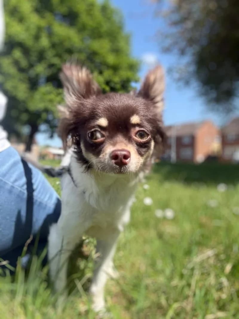 Jenni, female puppy Chihuahua for adoption at Midlands Dog Rescue