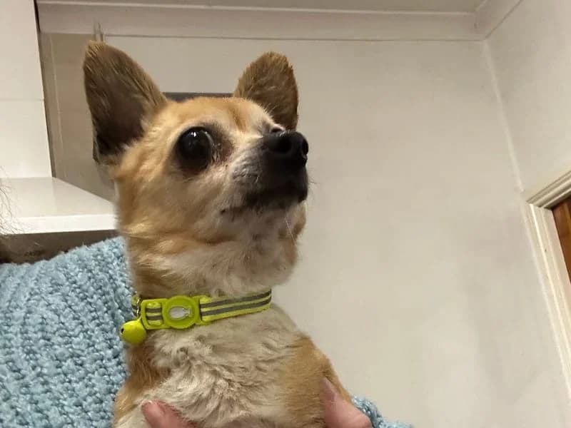 Jill,  Chihuahua for adoption at Midlands Dog Rescue