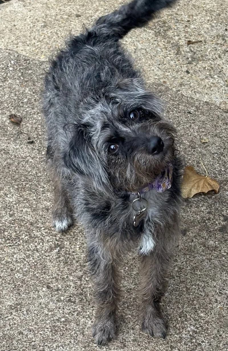 Millie, puppy Cockapoo for adoption at Midlands Dog Rescue