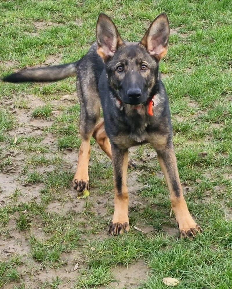 Nova, female puppy mixed breed for adoption at Midlands Dog Rescue