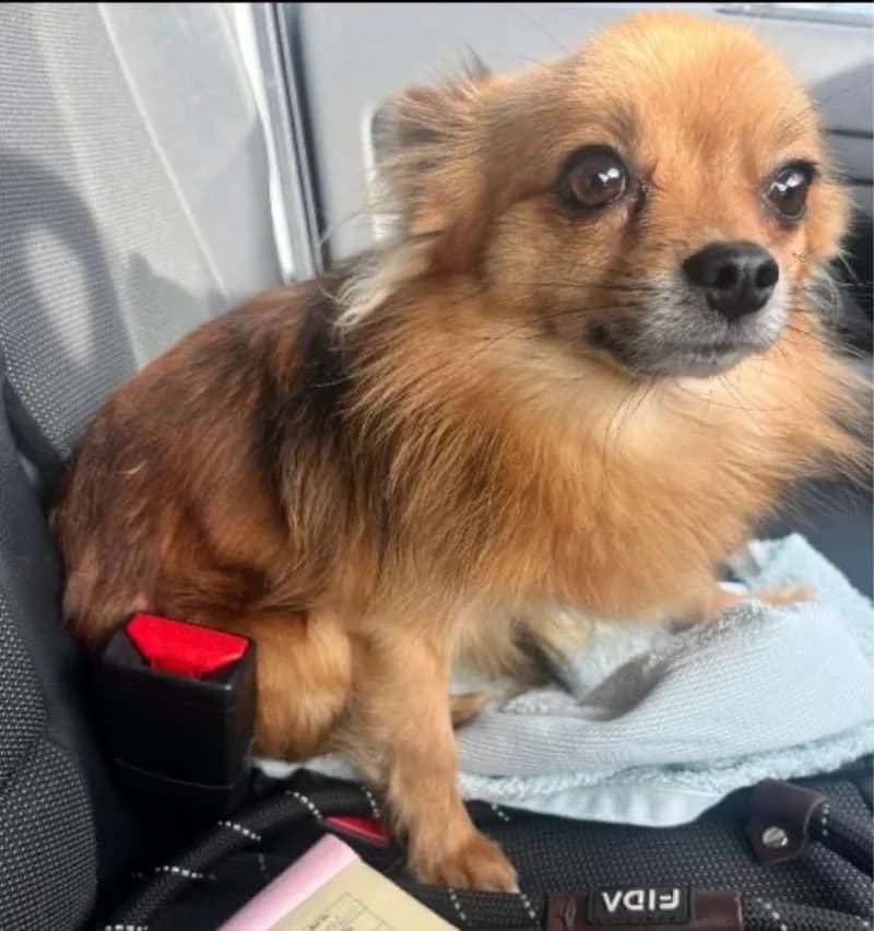 Pascal,  Chihuahua for adoption at Midlands Dog Rescue