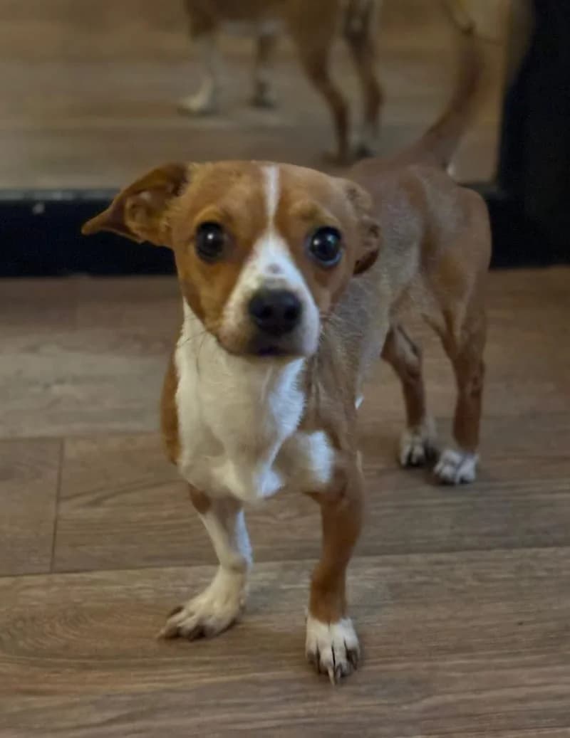 Romeo, male puppy Chihuahua for adoption at Midlands Dog Rescue