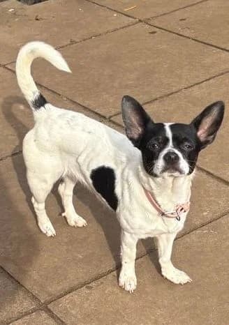 Sadie,  young Jack Russell Terrier for adoption at Midlands Dog Rescue