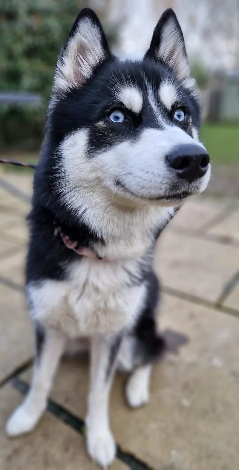 Sierra,  Husky for adoption at Midlands Dog Rescue