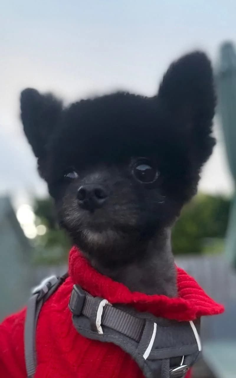 Smudge,  young Pomeranian for adoption at Midlands Dog Rescue