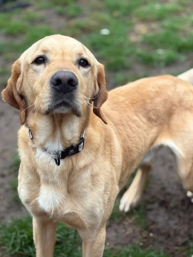 Stan,  Golden Retriever for adoption at Midlands Dog Rescue