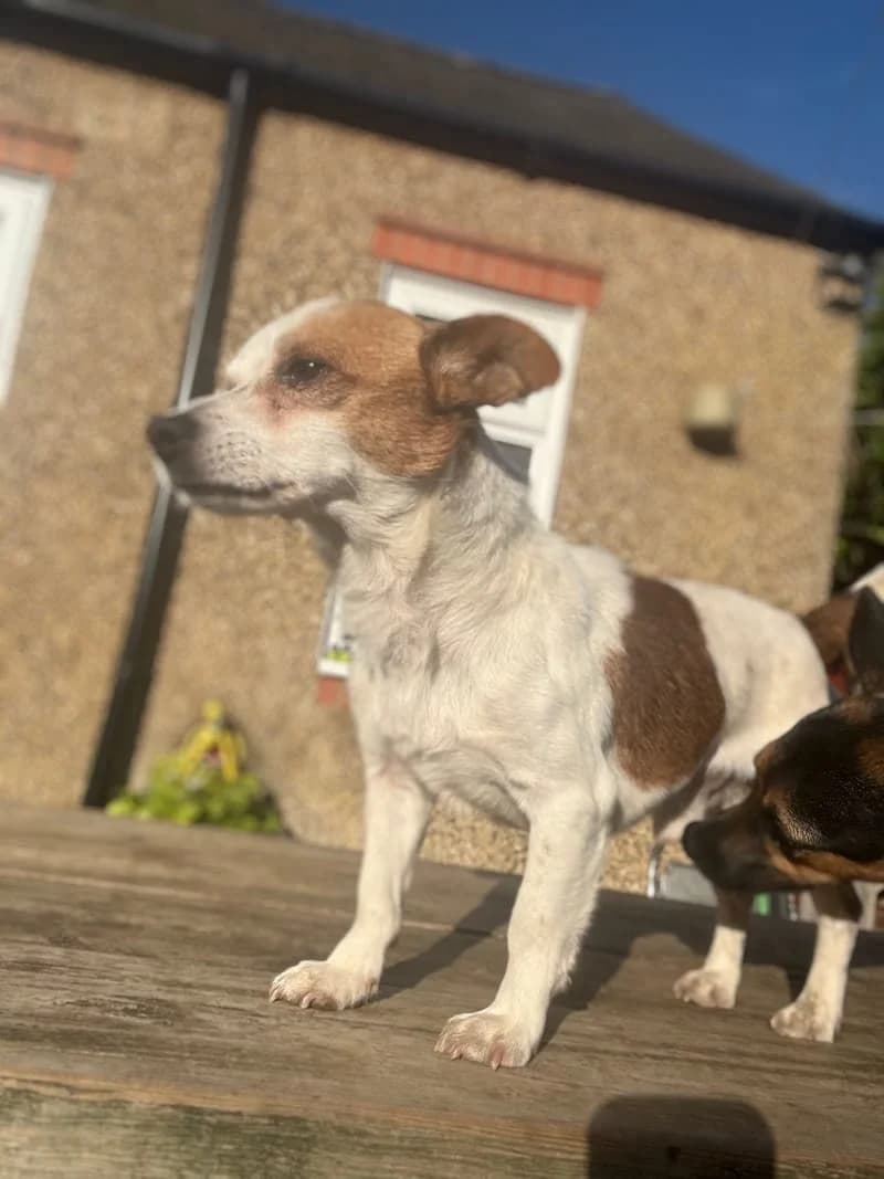 Yogi, male 4yo Jack Russell Terrier for adoption at Midlands Dog Rescue