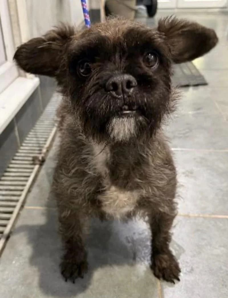 Zephee,  mixed breed for adoption at Midlands Dog Rescue
