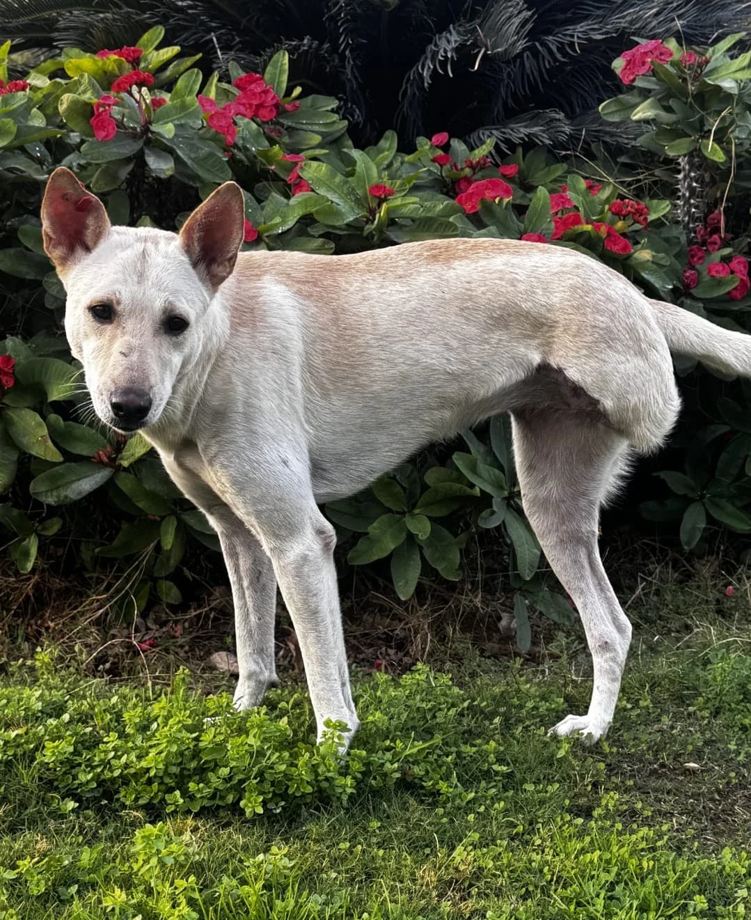 Youmi 3 legged dog (deaf) – Looking for an adopter, female 5yo mixed breed for adoption at Miracle