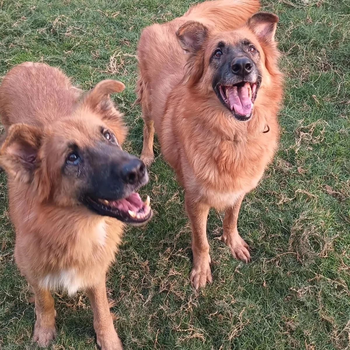 Jimmy and Hector, male 5yo mixed breed for adoption at Miracle