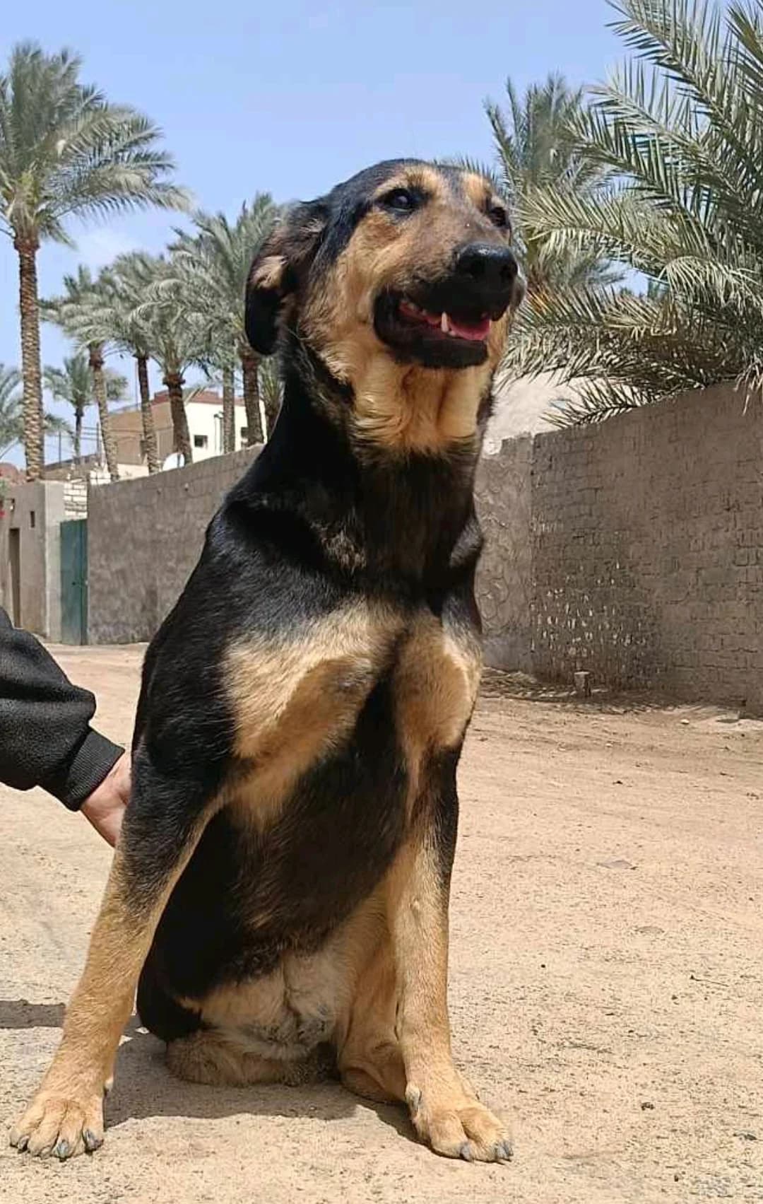 Logy (tripaw) – Looking for an adopter, female young mixed breed for adoption at Miracle