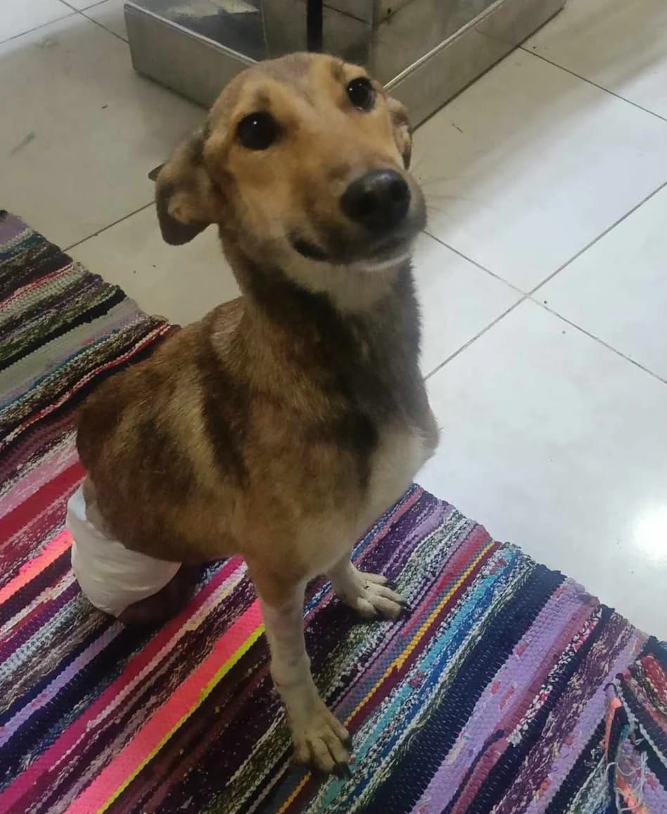 Willow (wheelie dog- incontinent) seeking an adopter, female 3yo mixed breed for adoption at Miracle