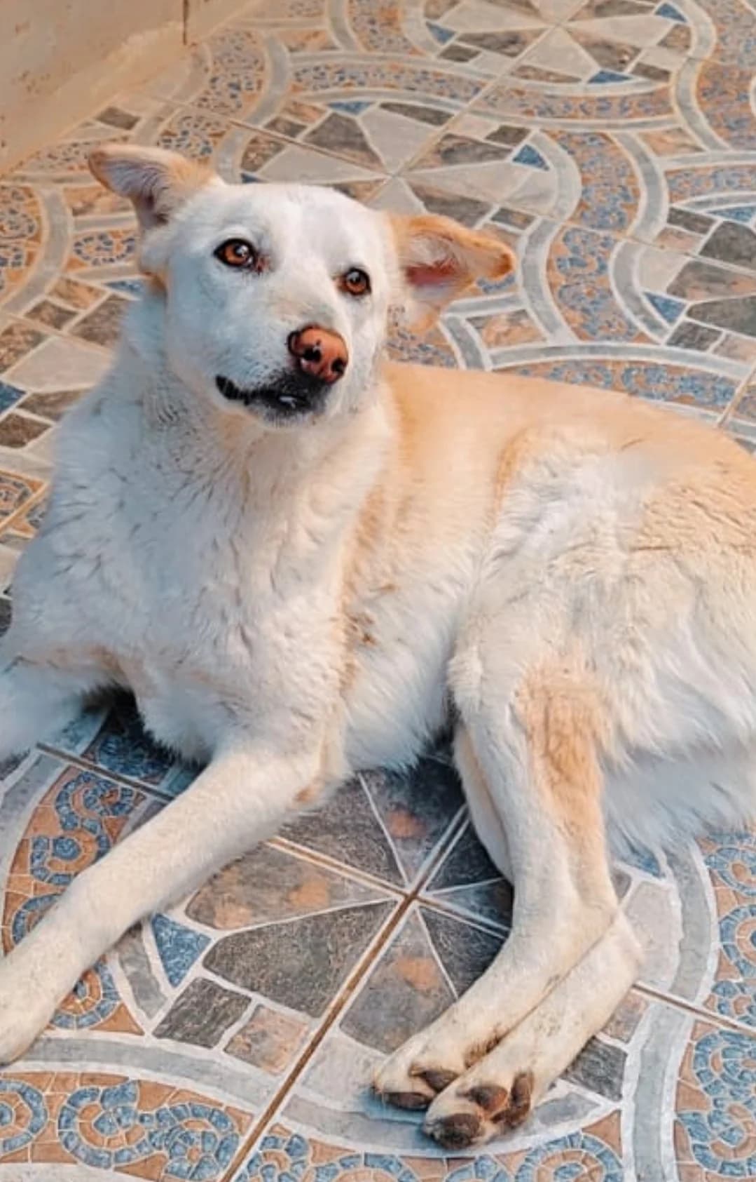 Shiloh (Blind dog, partially deaf) seeking an adopter, male puppy mixed breed for adoption at Miracle