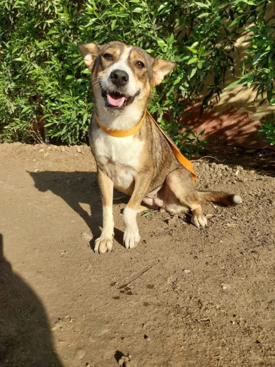 Layla (Blind dog) seeking an adopter, female 3yo mixed breed for adoption at Miracle