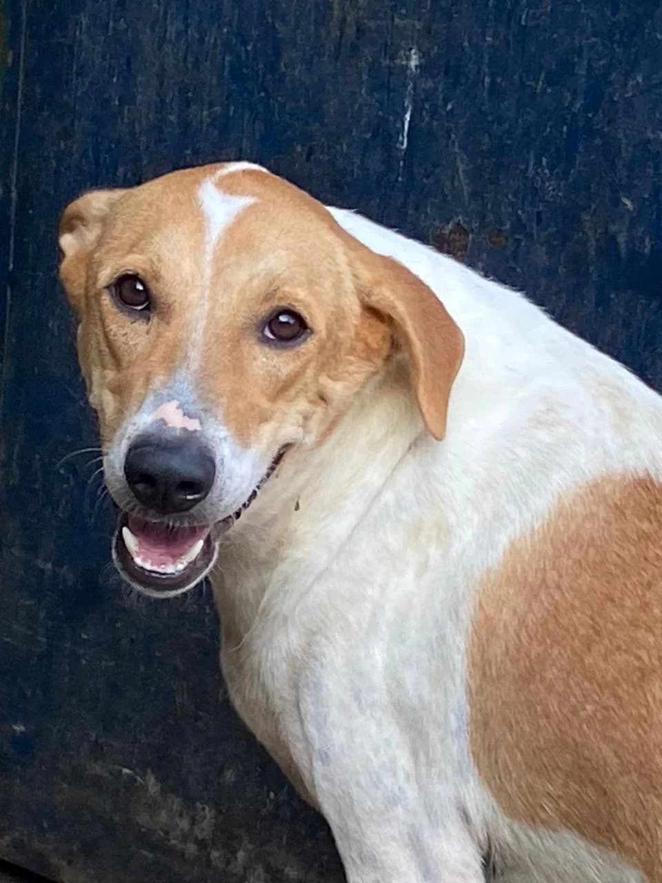 Bennie, male 3yo mixed breed for adoption at Miracle