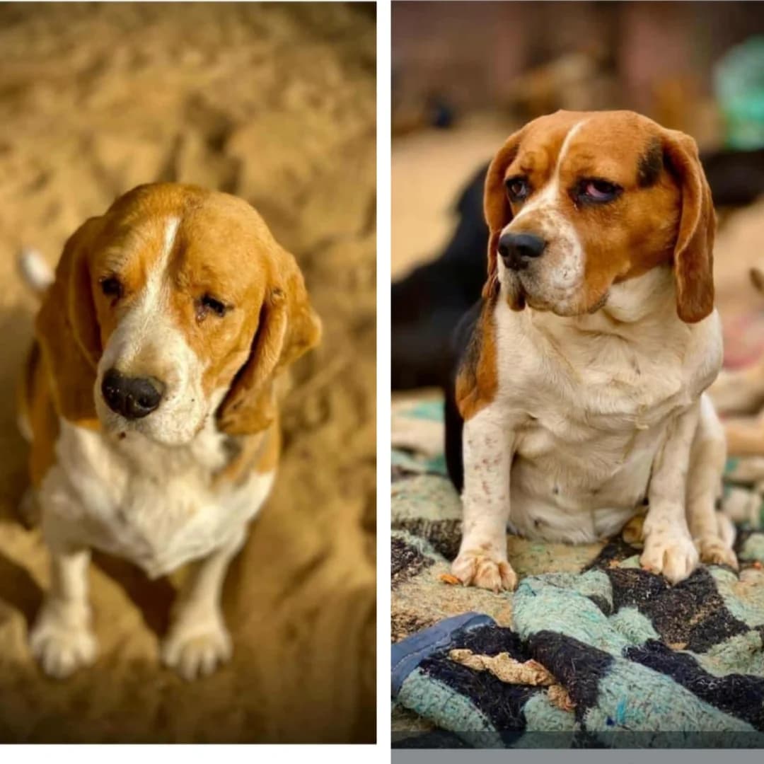 Romeo and Juliet, female 4yo Beagle for adoption at Miracle