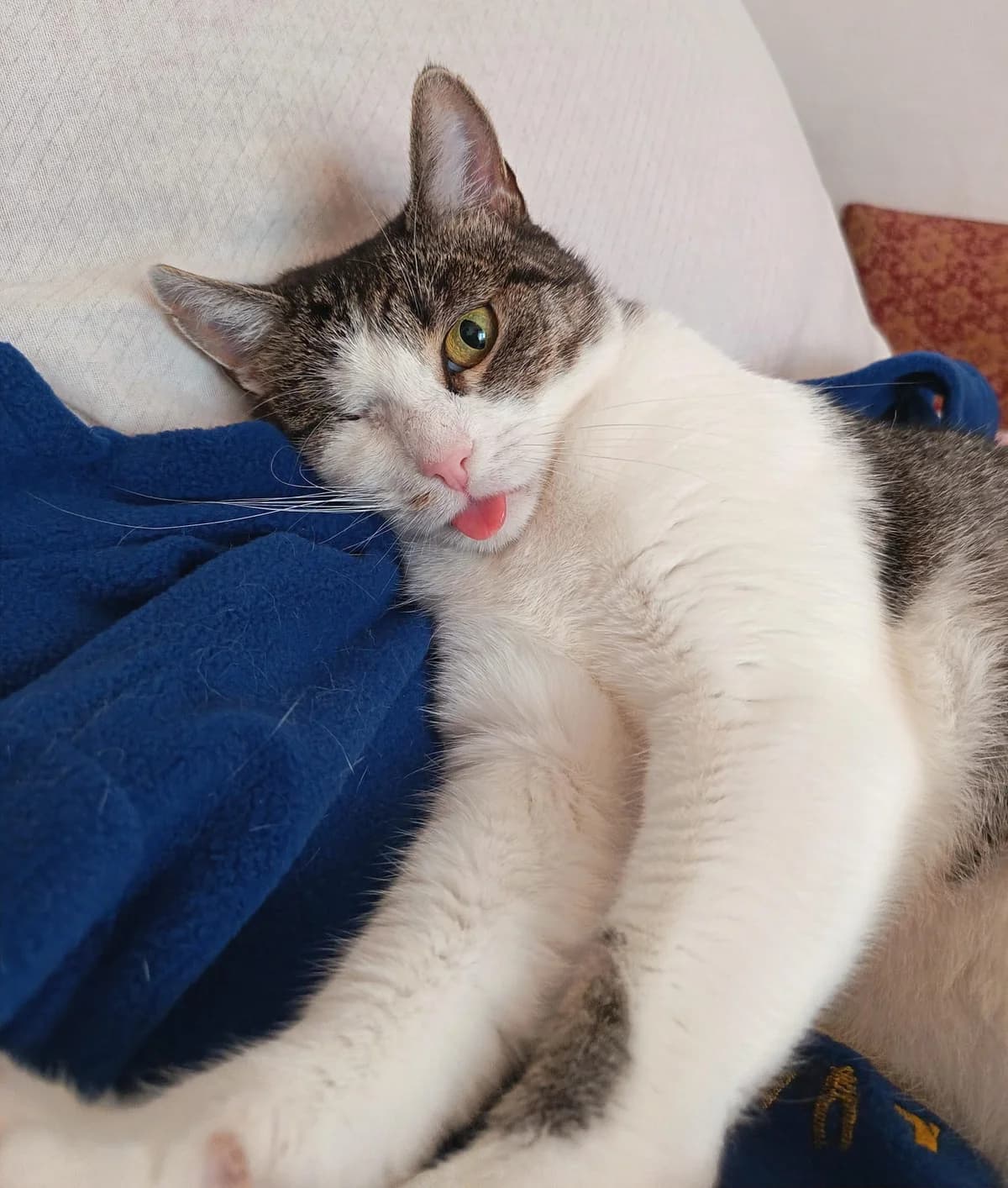 Gina (FIV Positive and one eye), female young mixed breed for adoption at Miracle