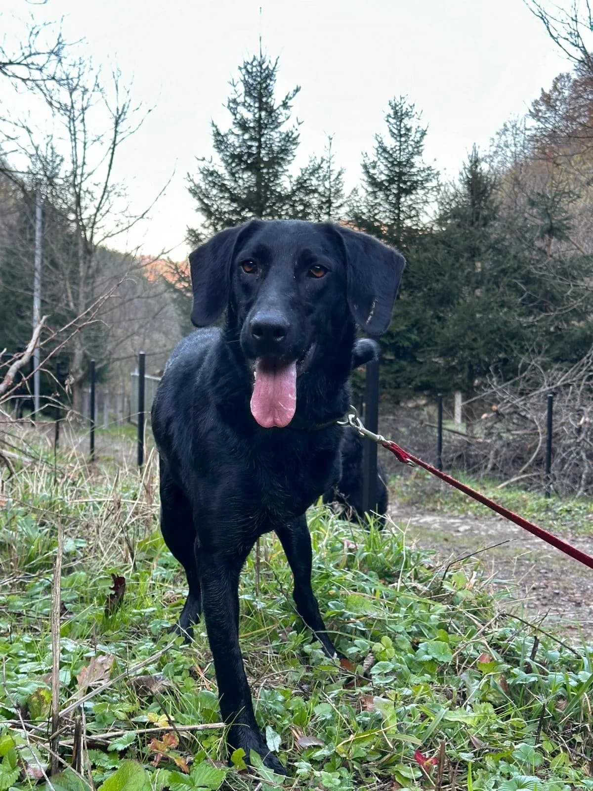 Laika (Tripaw), female 5yo mixed breed for adoption at Miracle