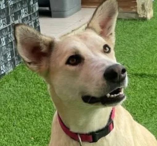 Sahara, female young mixed breed for adoption at Miracle