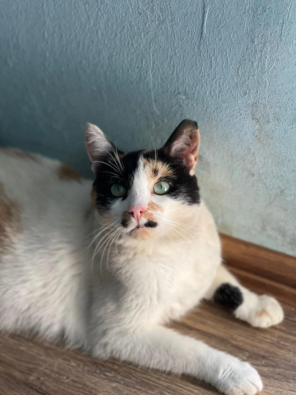 Luna, female 5yo mixed breed for adoption at Miracle