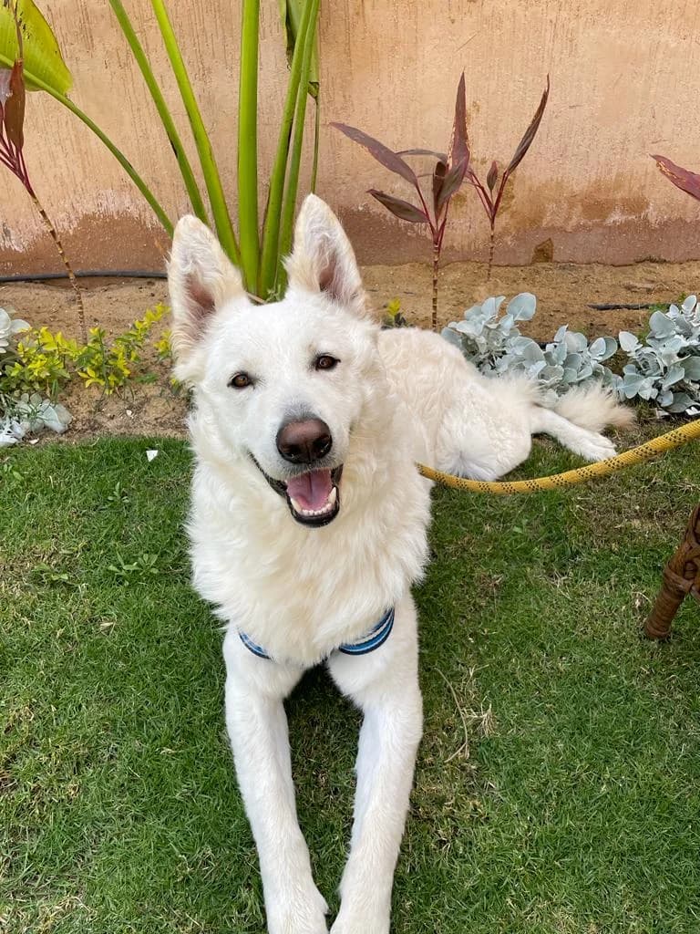 Basr White GSD, looking for an adopter, male 4yo mixed breed for adoption at Miracle
