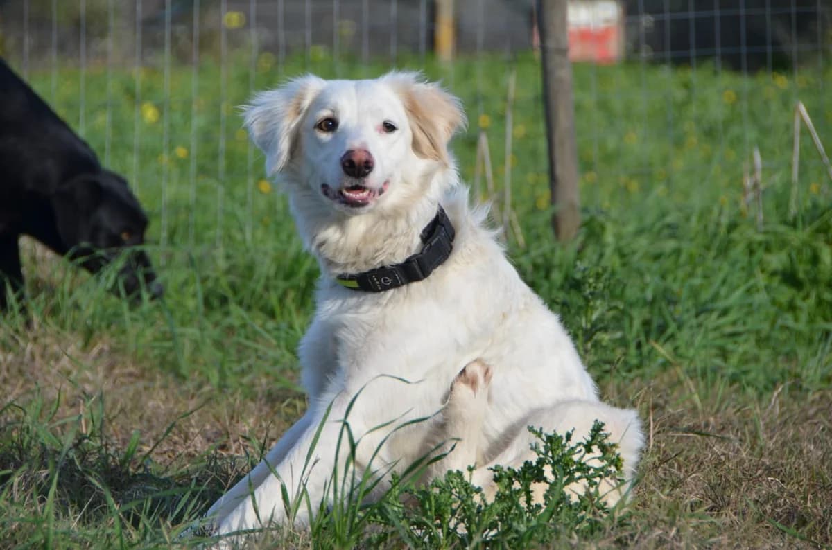 Marie (incontinent) seeking an adopter, female young mixed breed for adoption at Miracle