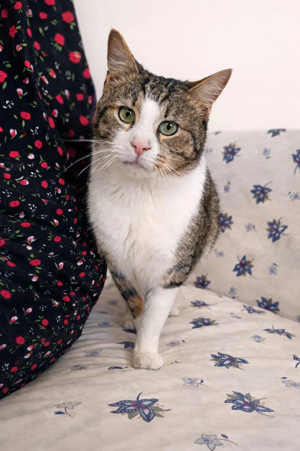 Mona (walks differently), female 4yo mixed breed for adoption at Miracle